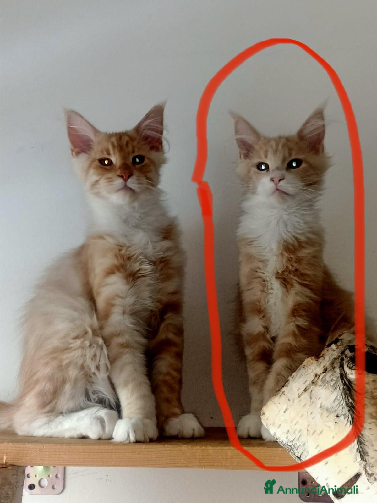Maine Coon gatti Cucciolo Maine Coon  - Annuncio 32