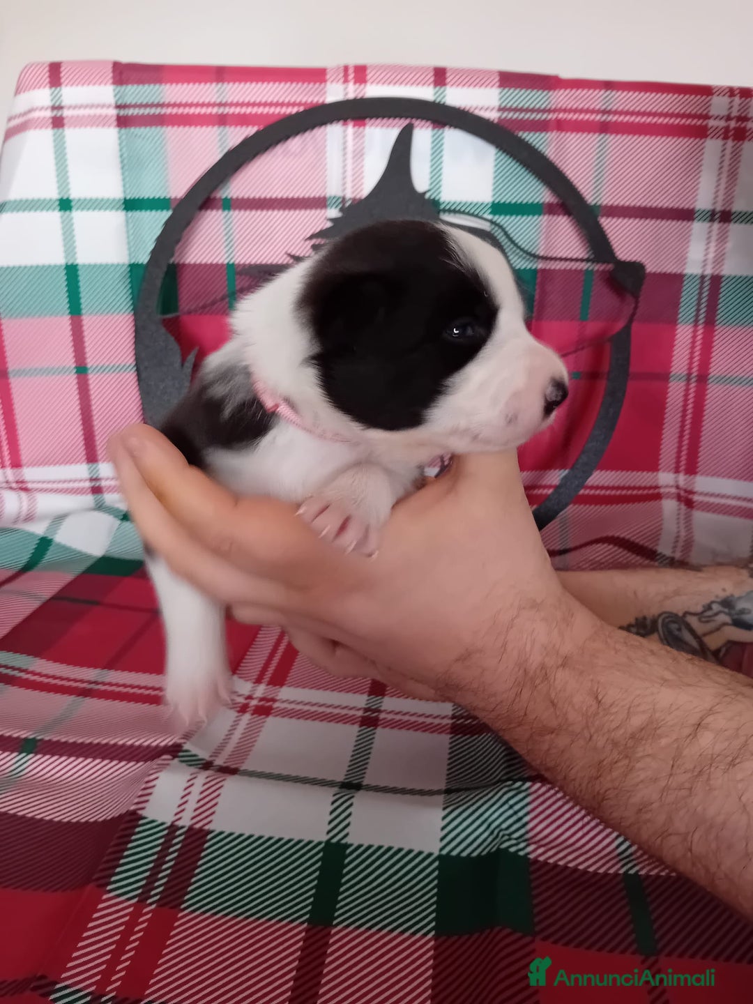 Border Collie cani in vendita: cuccioli border collie  - Annuncio 10