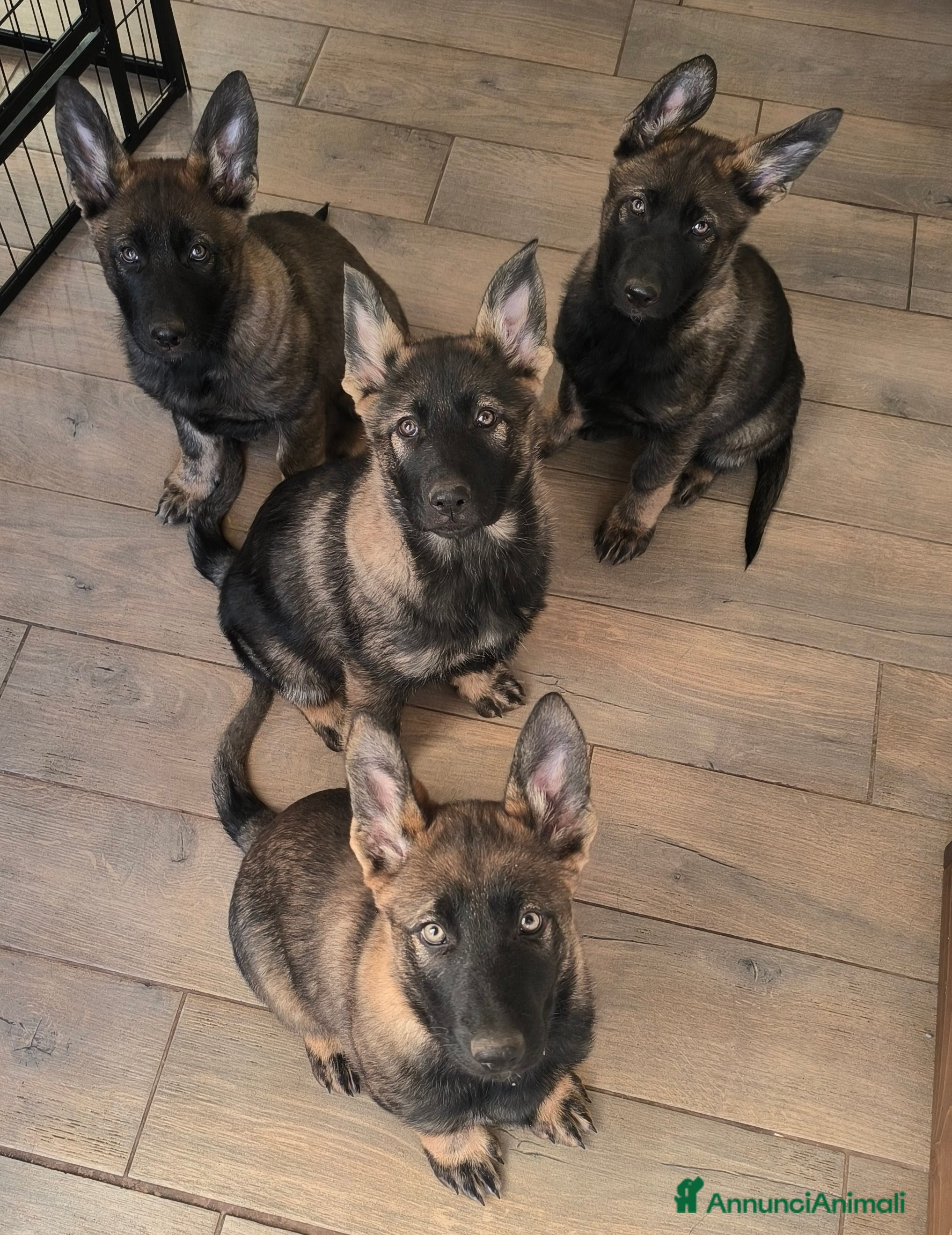 Pastore Tedesco cani Cuccioli di pastore tedesco grigione  - Annuncio 1