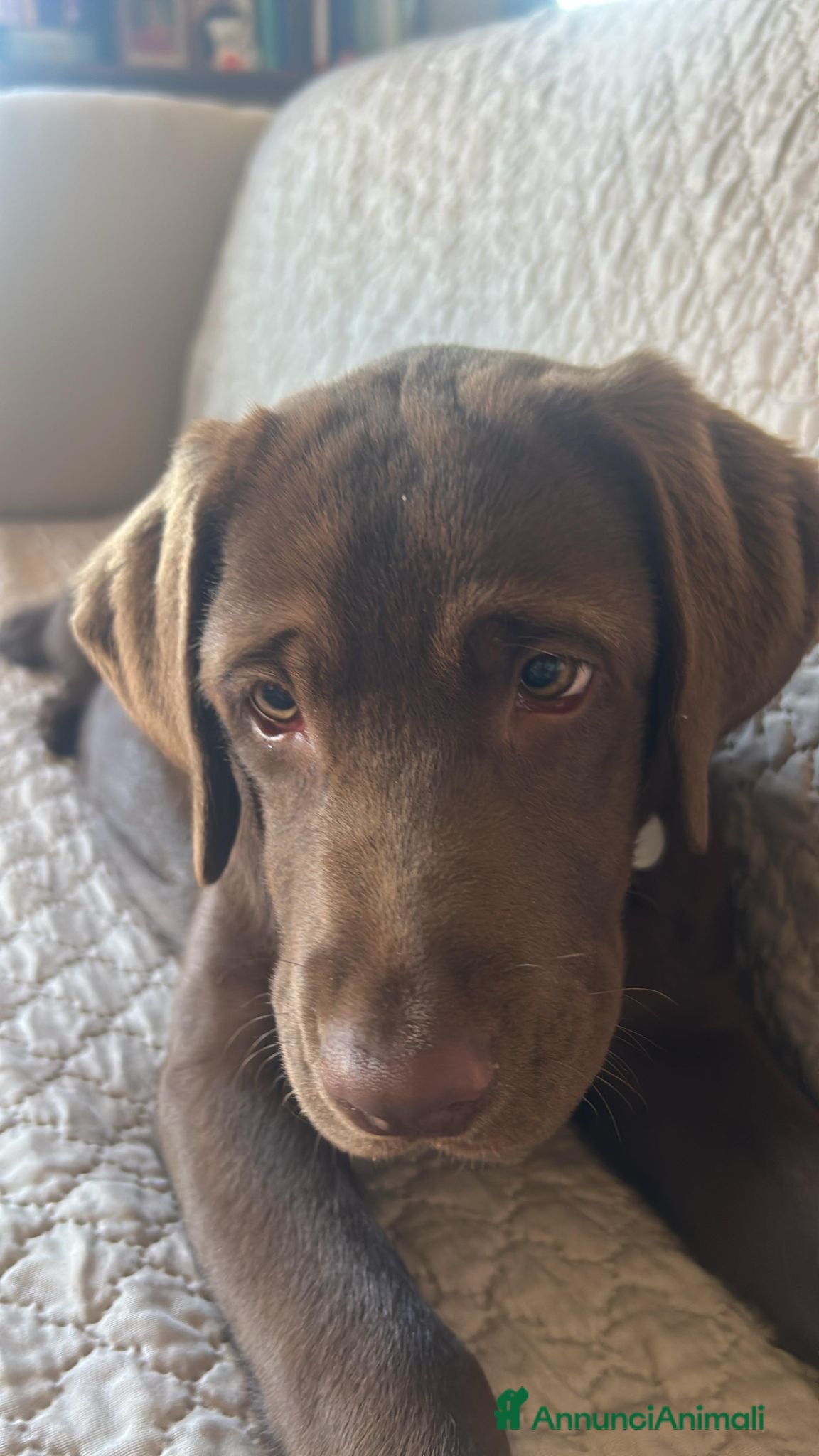 Labrador cani Cucciola bellissima di Labrador chocolate  - Annuncio 2