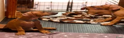 Rhodesian Ridgeback cani in vendita: Cuccioli Rhodesian Ridgeback con Pedigree ENCI - Annuncio 6