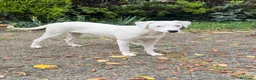 Meticcio cani in regalo: Alys  - Annuncio 2