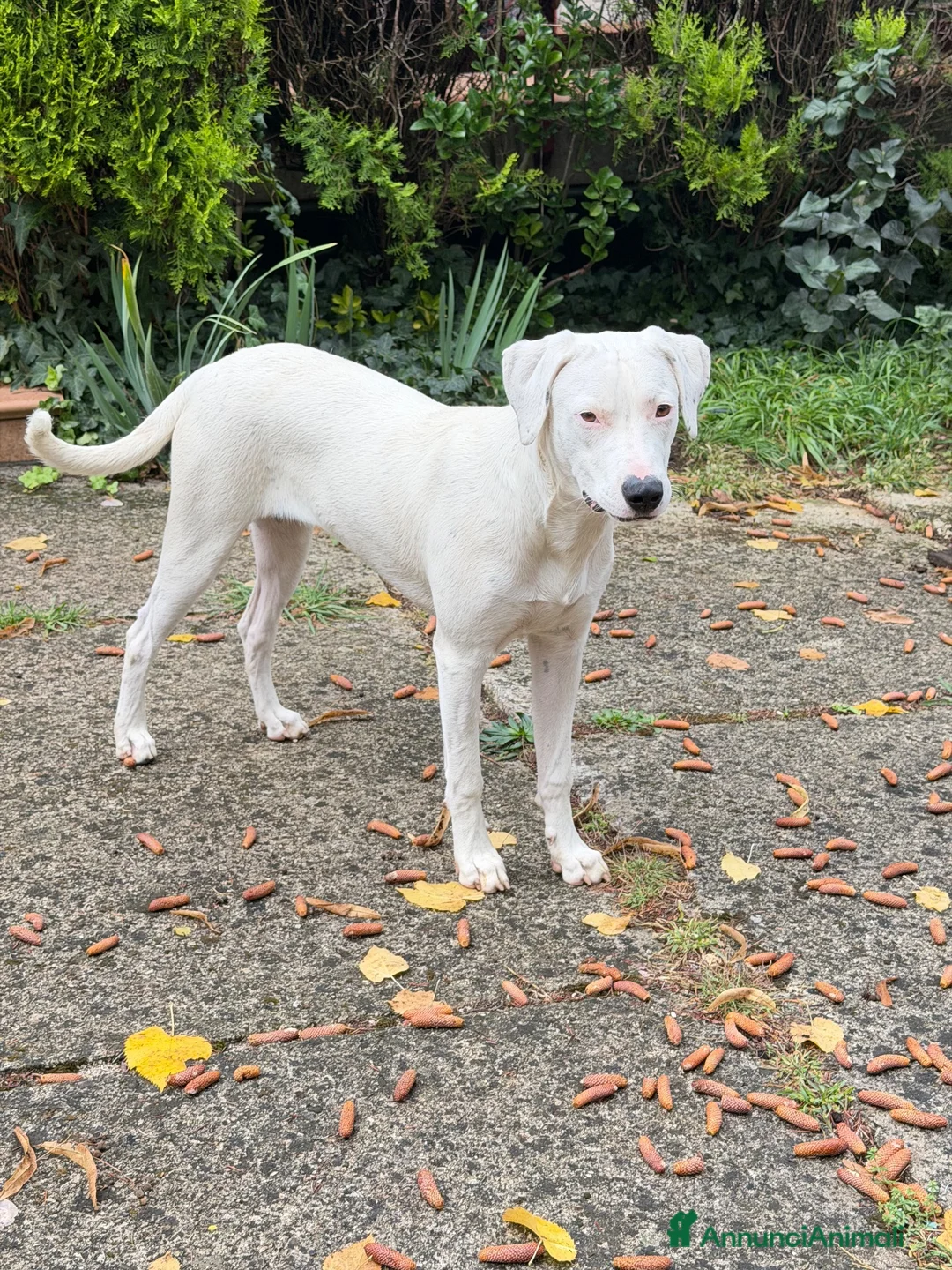 Meticcio cani in regalo: Alys  - Annuncio 2