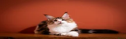 Maine Coon gatti in vendita: Gattino perfetto dall'alevamento Mainemarie - Annuncio 6