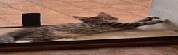 Maine Coon gatti in vendita: Maine coon femmine - Annuncio 7