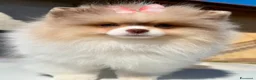 Volpino Pomerania cani in vendita: Cucciole di Pomerania  a Provincia di Cuneo - Annuncio 7