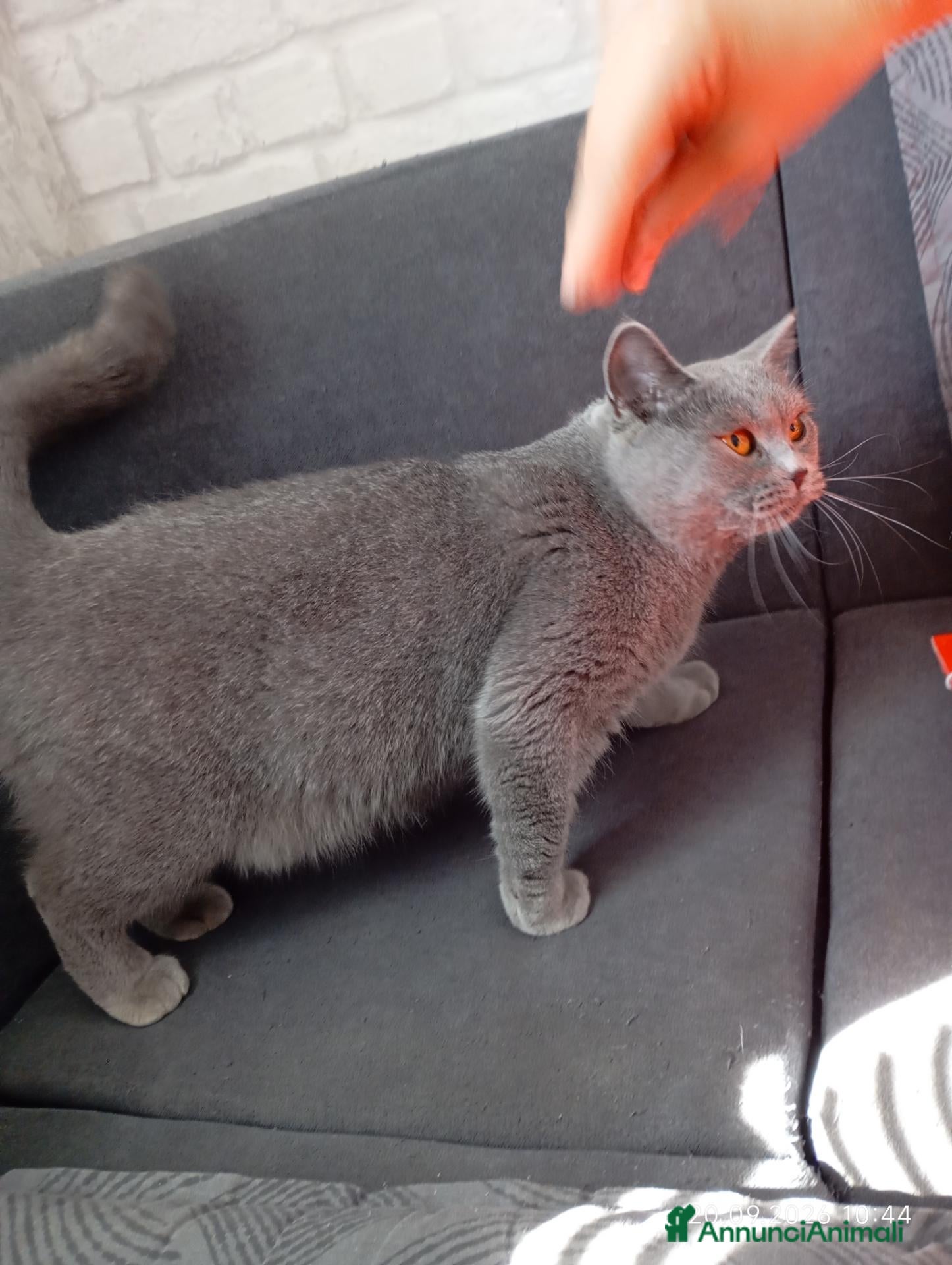 British gatti BRITISH SHORTHAIR FEMMINA  - Annuncio 2