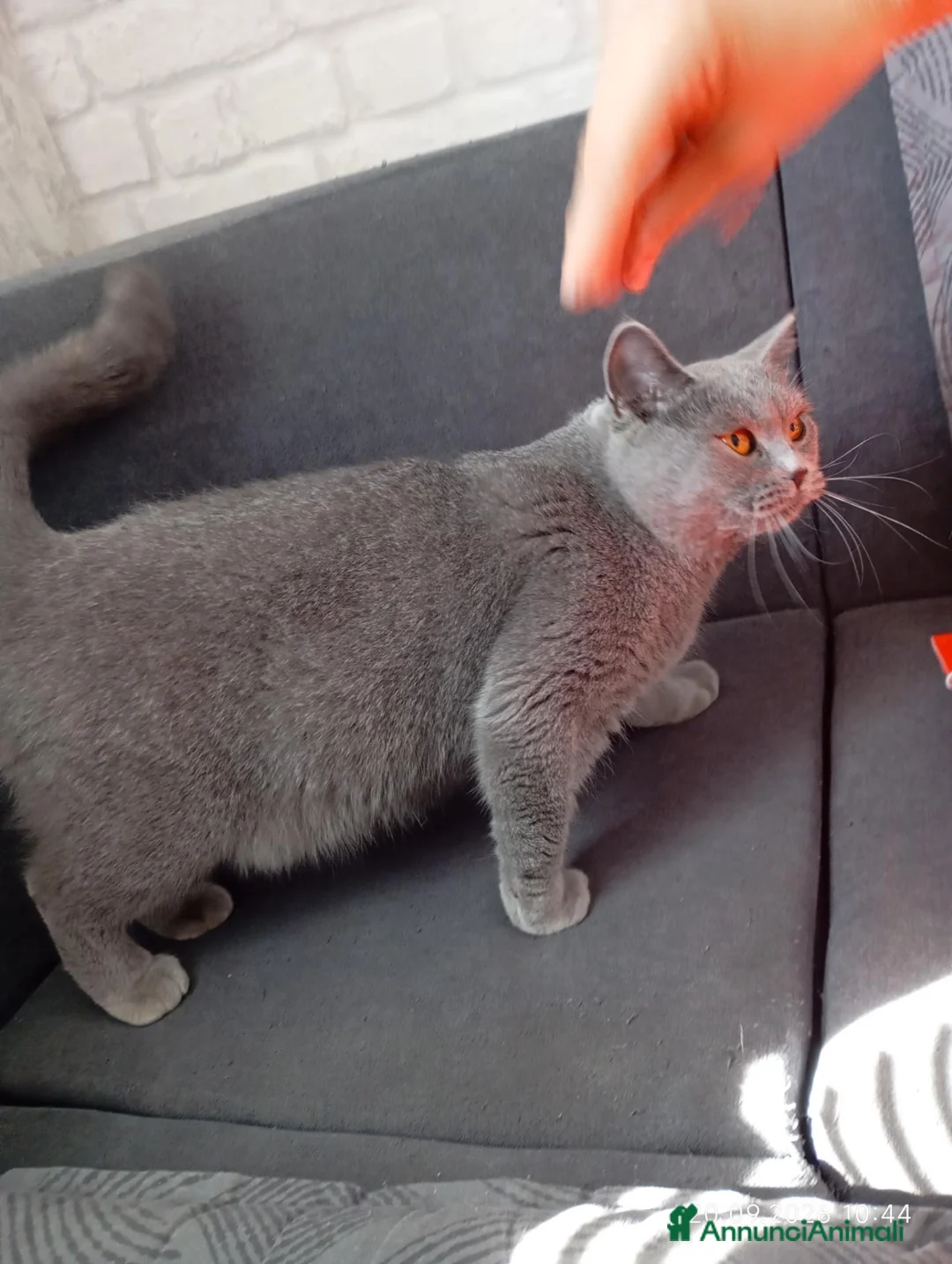 British gatti in vendita: BRITISH SHORTHAIR FEMMINA  - Annuncio 1