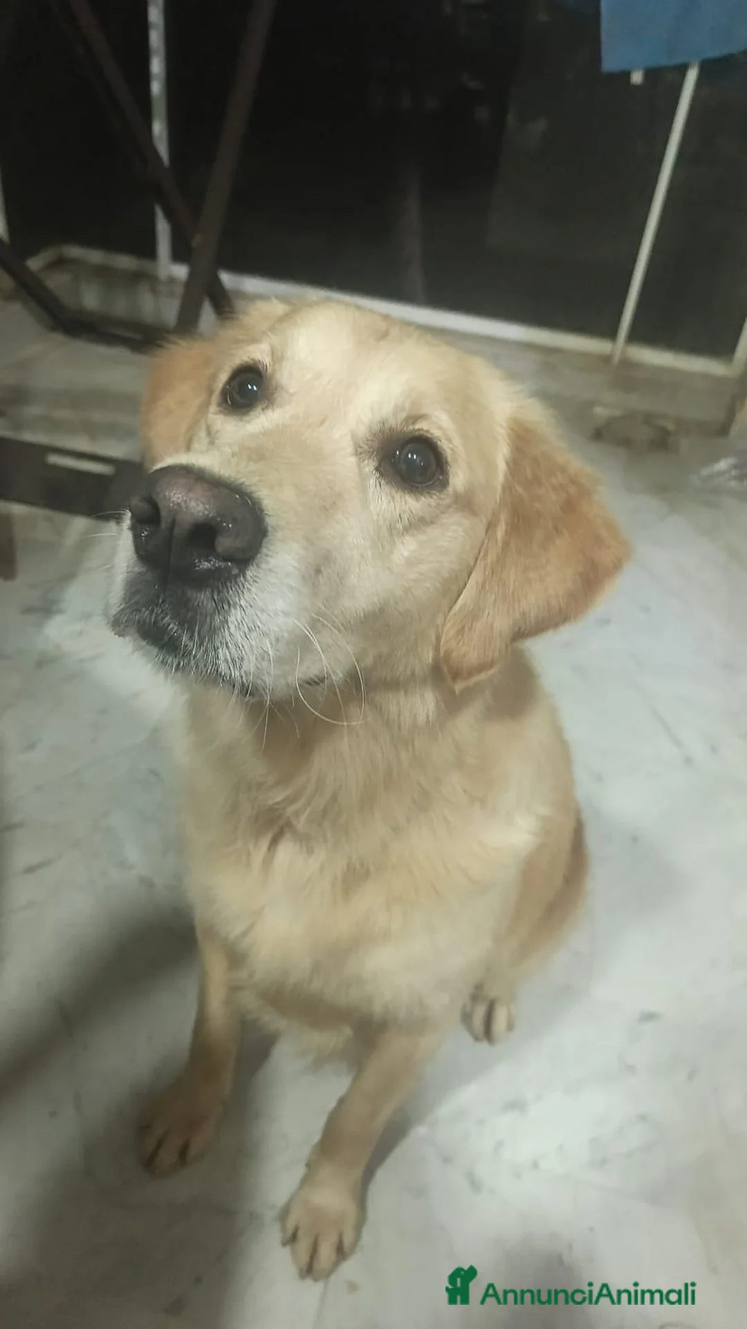 Golden Retriever cani in regalo: Chloe, una bravissima Golden Retriever - Annuncio 2