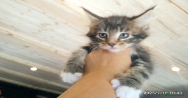 Maine Coon gatti a Provincia autonoma di Trento - Annuncio 9