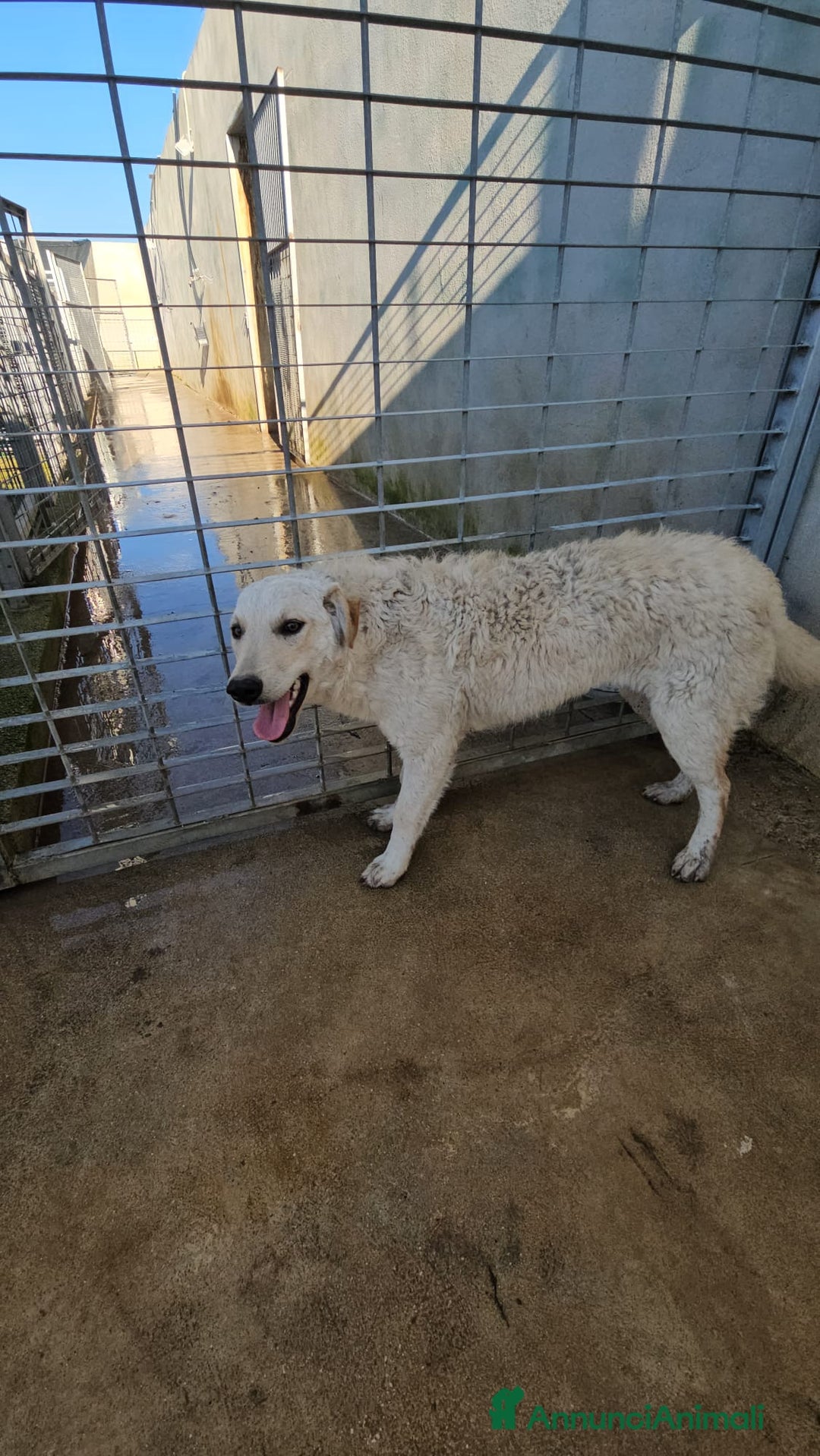 Meticcio cani in regalo: Micky: 1 anno, socievole ed equilibrata  - Annuncio 15