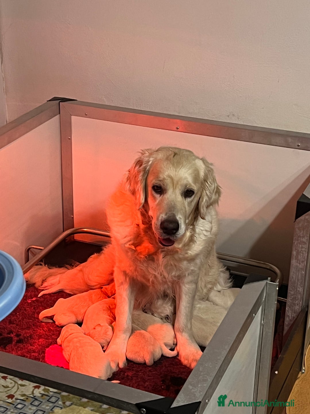 Golden Retriever cani in vendita: Cuccioli Golden Retriever Inglesi - Annuncio 2