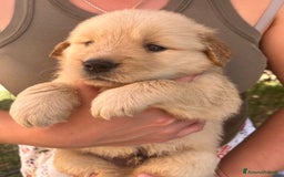 Golden Retriever cani in vendita: Cuccioli Golden Retriever Americani 🇺🇸 a Città Metropolitana di Bologna - Immagine 2