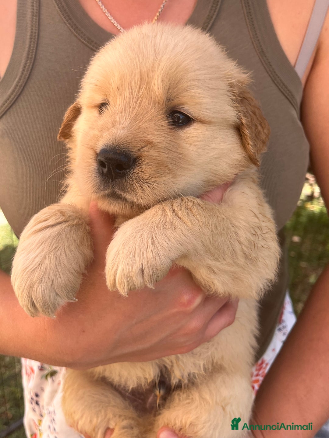 Golden Retriever cani in vendita: Cuccioli Golden Retriever Americani 🇺🇸 a Città Metropolitana di Bologna - Immagine 2