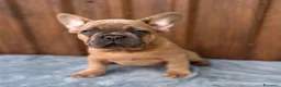 Bulldog Francese cani in vendita: Bulldog francese cuccioli - Annuncio 4