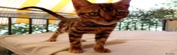 Bengala gatti in vendita: Cuccioli di gatto del Bengala  - Annuncio 5