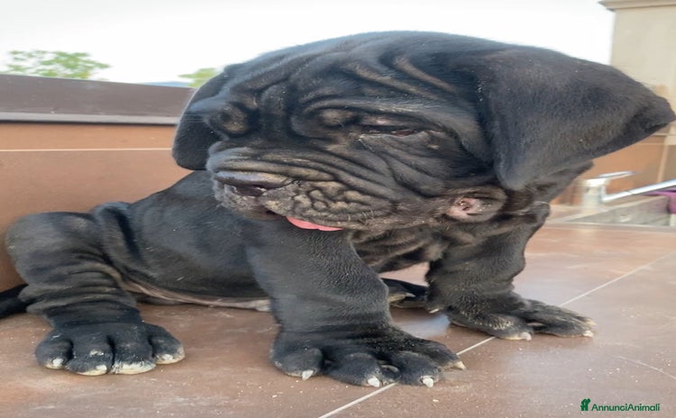 Mastino Napoletano cani a Città Metropolitana di Napoli - Annuncio 1