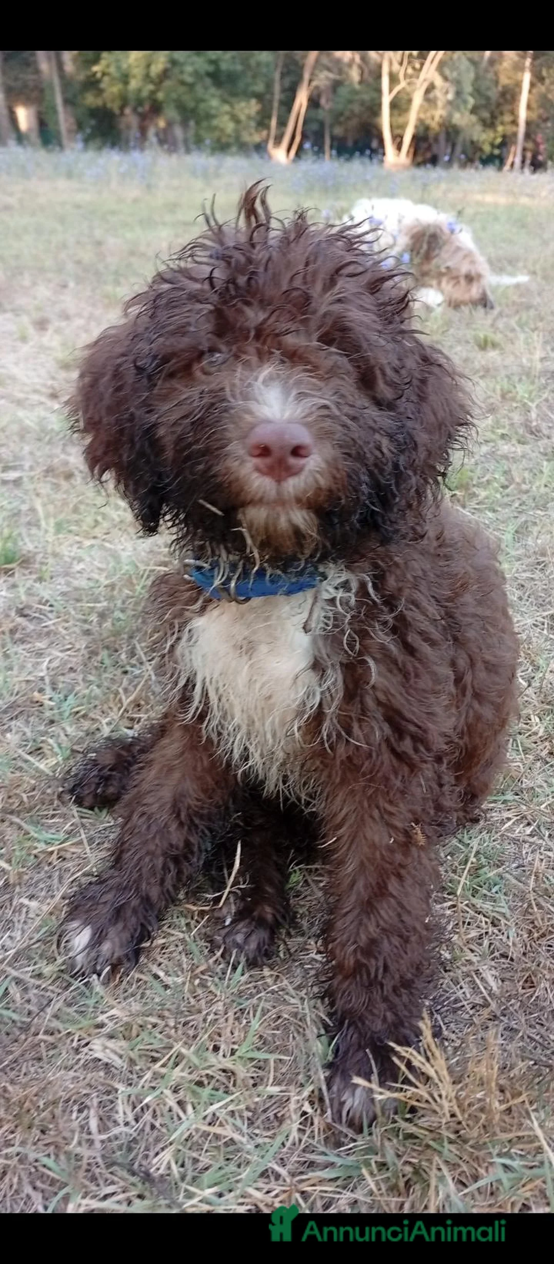 Lagotto cani in vendita: splendidi cuccioli di lagotto romagnolo  - Annuncio 2