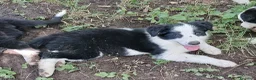 Border Collie cani in vendita: Border collie linea da lavoro - Annuncio 5