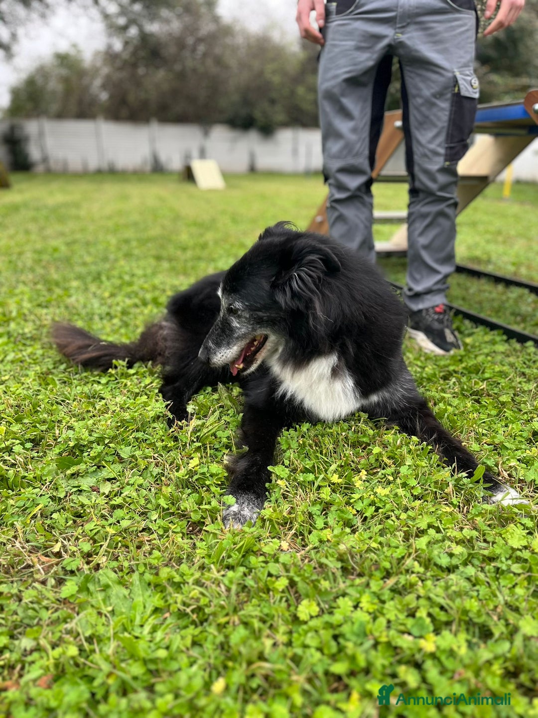 Meticcio cani in regalo: RINGO PASTORE SCOZZESE - Annuncio 9