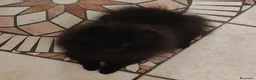 Volpino Pomerania cani in vendita: spitz tedesco nano pomerania nero a Provincia di Rimini - Annuncio 5
