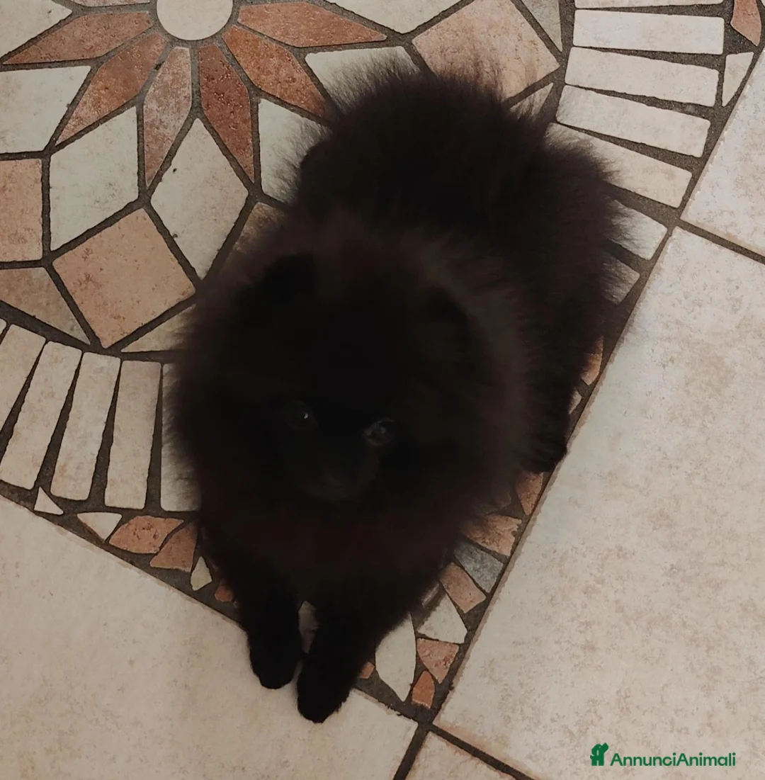 Volpino Pomerania cani in vendita: spitz tedesco nano pomerania nero a Provincia di Rimini - Annuncio 5