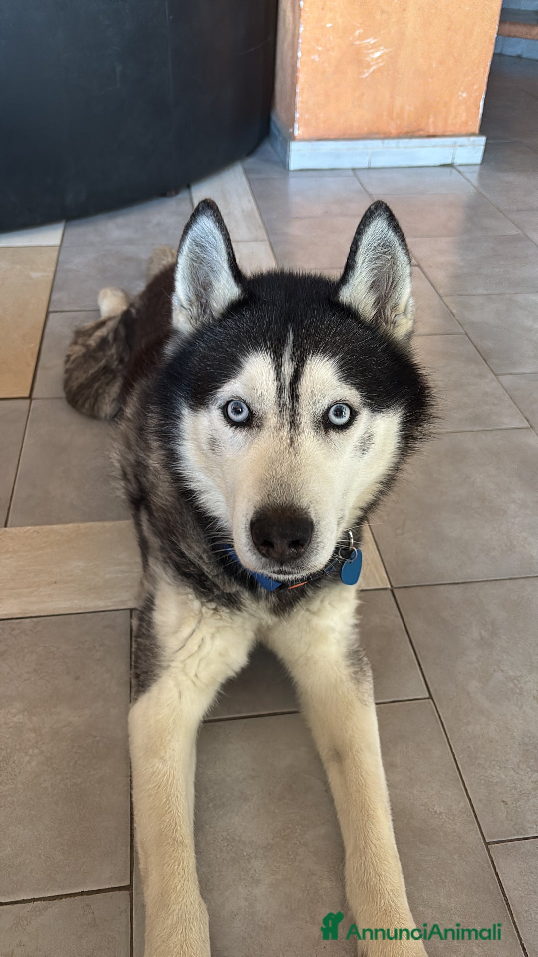 Husky cani per accoppiamento: Tyson cerca compagna  - Annuncio 4