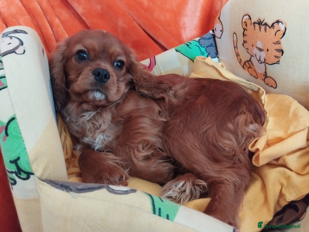Cavalier King cani in vendita: Cavalier king a Provincia di Mantova - Immagine 12