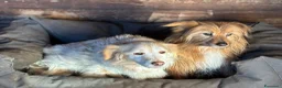 Meticcio cani in regalo: Luna e Toby dolci cagnolini in adozione a Latina - Annuncio 4