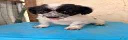 Meticcio cani in regalo: IL MORBIDO E DOLCE DUPLO a Città metropolitana di Roma Capitale - Annuncio 10