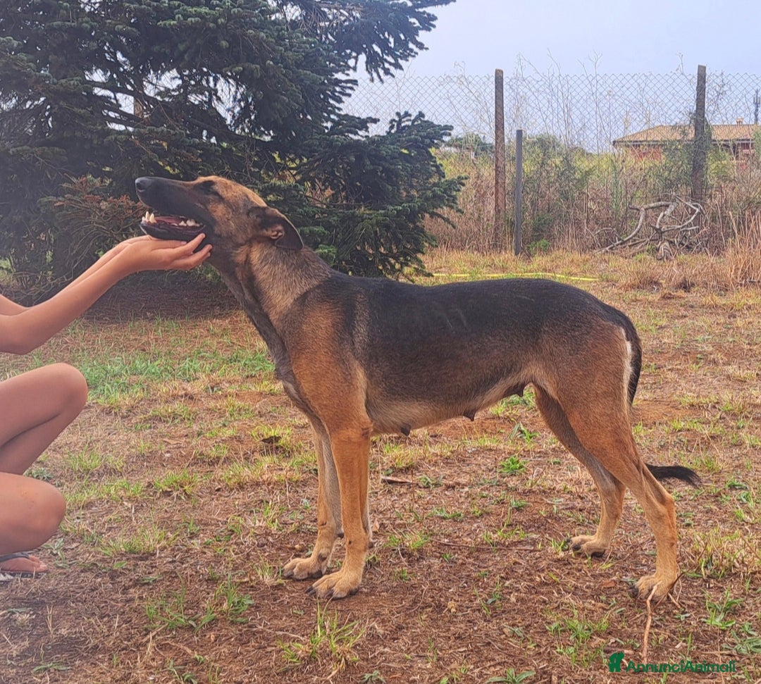 Pastore Belga cani in vendita: Pastore Belga Malinois - Annuncio 3