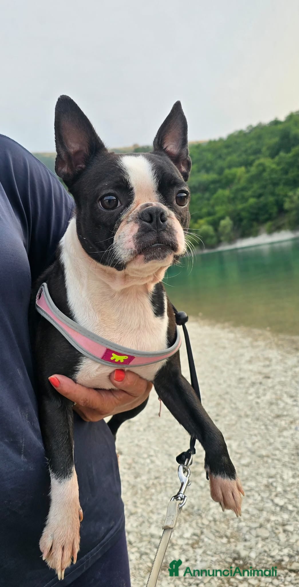Boston Terrier cani Cuccioli Boston Terrier - Annuncio 1