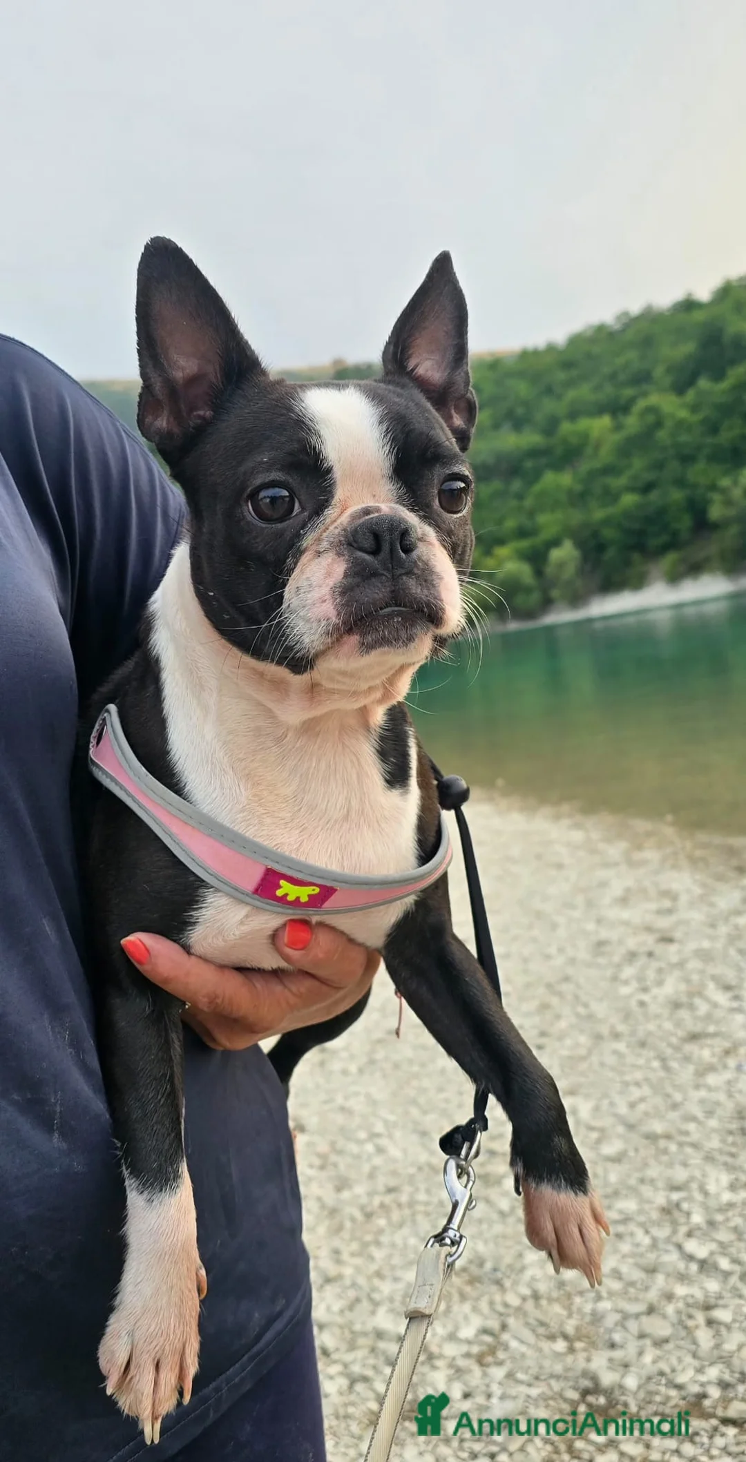 Boston Terrier cani in vendita: Cuccioli Boston Terrier - Annuncio 1