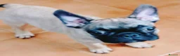 Bulldog Francese cani in vendita: Cuccioli Bulldog francese  - Annuncio 3