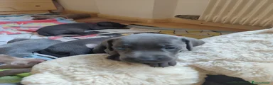 Weimaraner 3