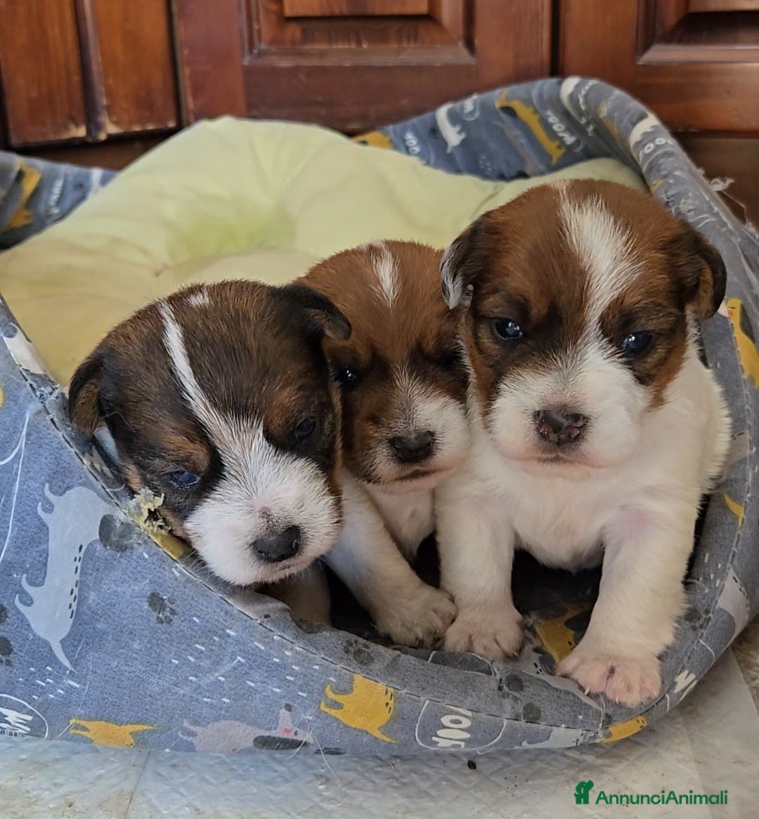 Jack Russell cani Cuccioli Jack Russell broken e ruvidi con pedigree - Annuncio 1