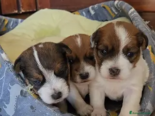 Jack Russell cani Cuccioli Jack Russell broken e ruvidi con pedigree - Annuncio 1