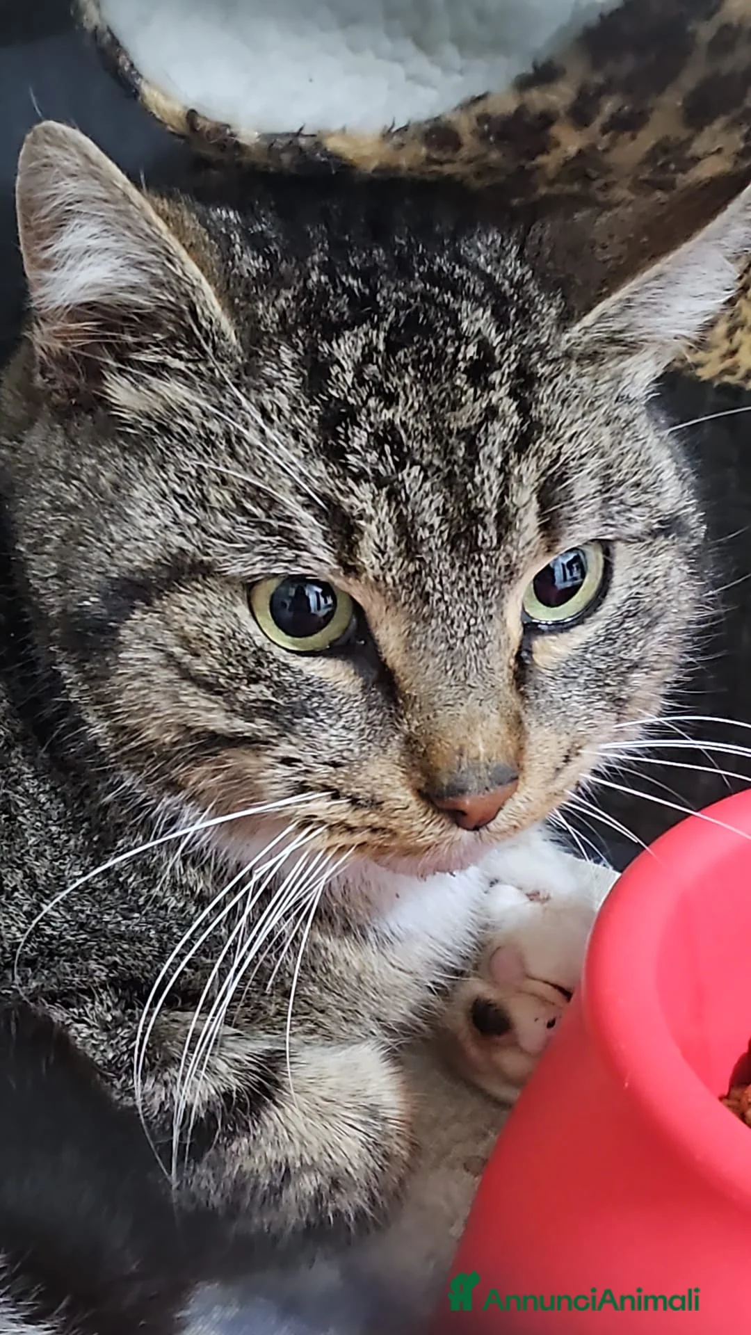 Altre razze gatti in regalo: CERCA UNA FAMIGLIA ❤️ SASSOFERRATO (AN) - Annuncio 1