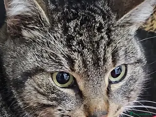 Altre razze gatti CERCA UNA FAMIGLIA ❤️ SASSOFERRATO (AN) - Annuncio 1