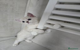 Scottish gatti in vendita: Dolcissimo scottish fold e straight  a Provincia di Brescia - Immagine 13