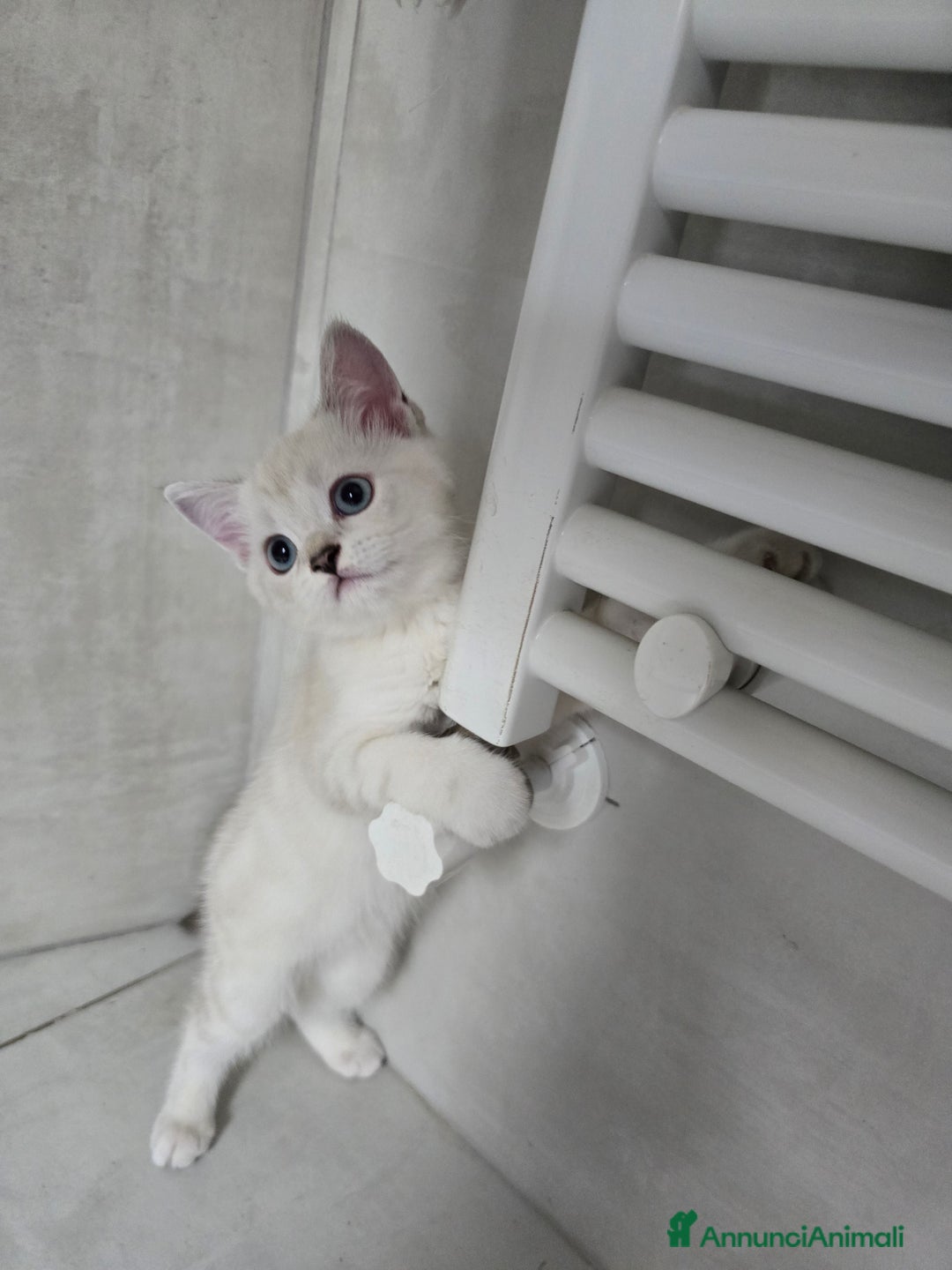 Scottish gatti in vendita: Dolcissimo scottish fold e straight  a Provincia di Brescia - Immagine 13