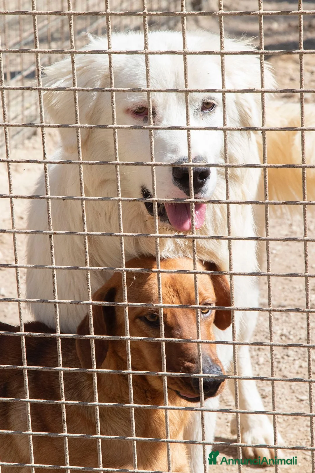 Meticcio cani in regalo: APRITE QUELLE SBARRE a Provincia di Piacenza - Annuncio 2