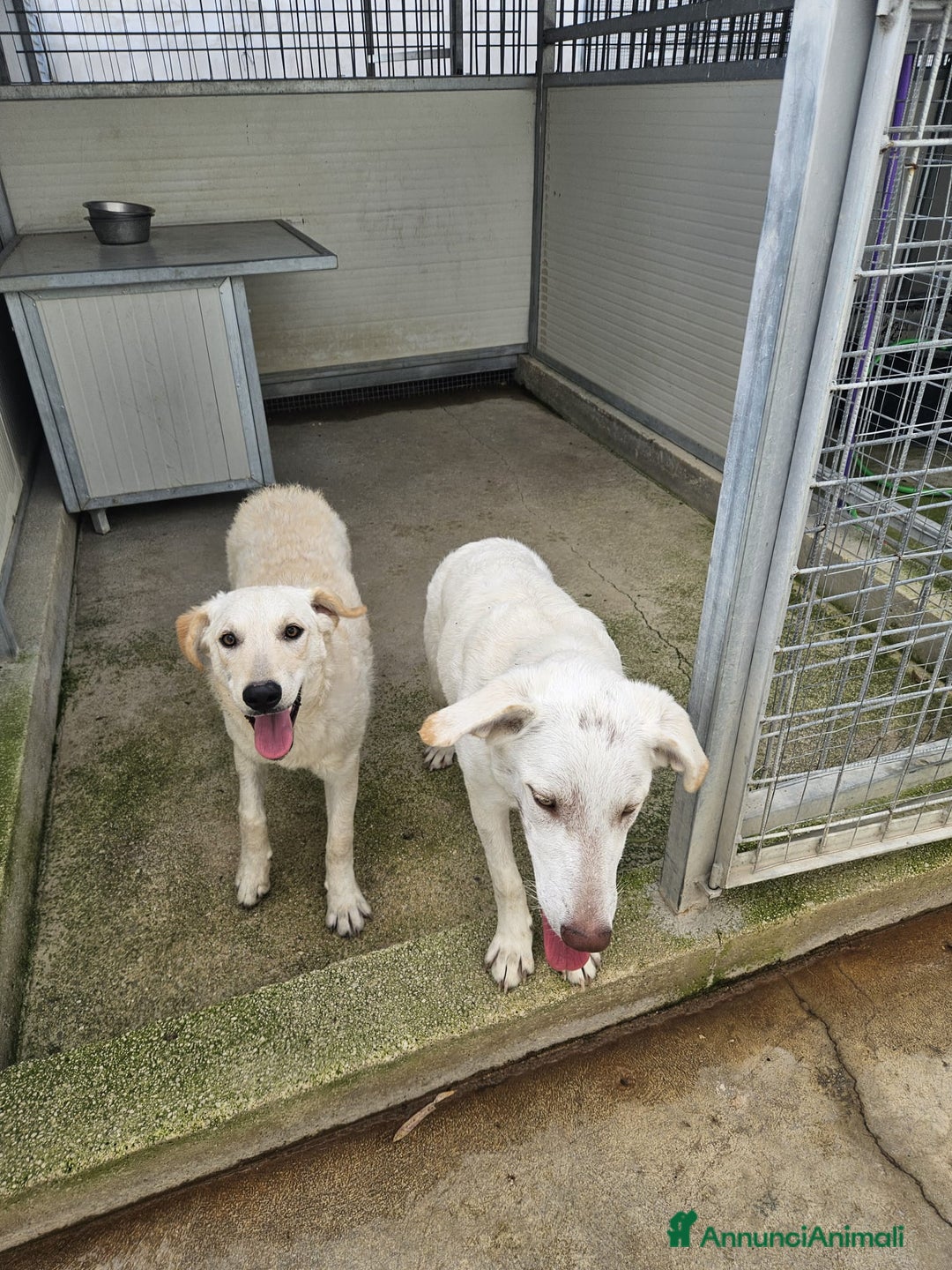 Meticcio cani in regalo: Chiara: 1 anno, socievole ed equilibrata - Annuncio 6