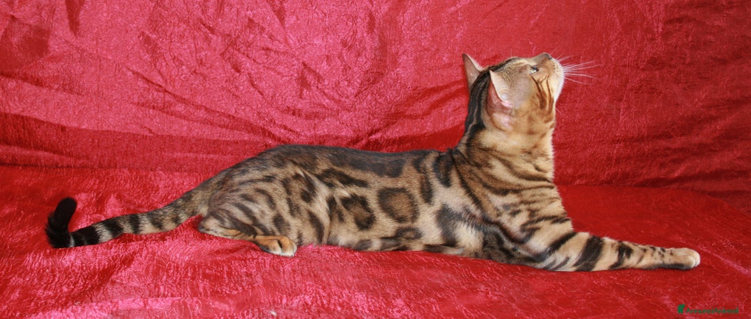 Immagine della galleria {{count}}