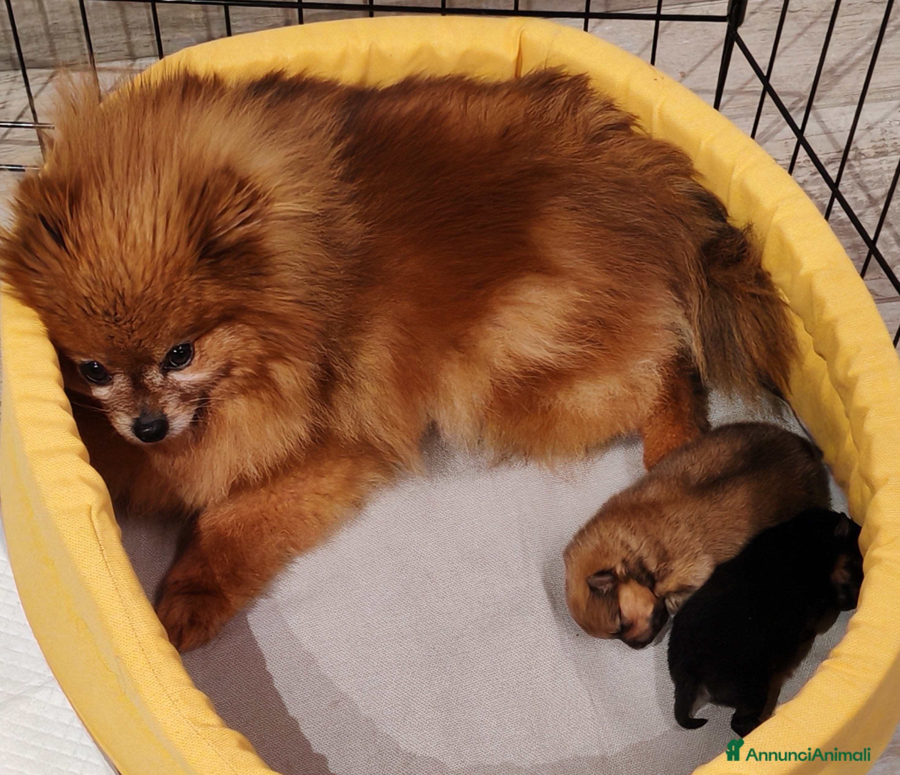 Volpino Pomerania cani Cuccioli volpino di Pomerania a Città Metropolitana di Torino - Annuncio 17