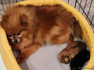 Volpino Pomerania cani Cuccioli volpino di Pomerania a Città Metropolitana di Torino - Annuncio 17