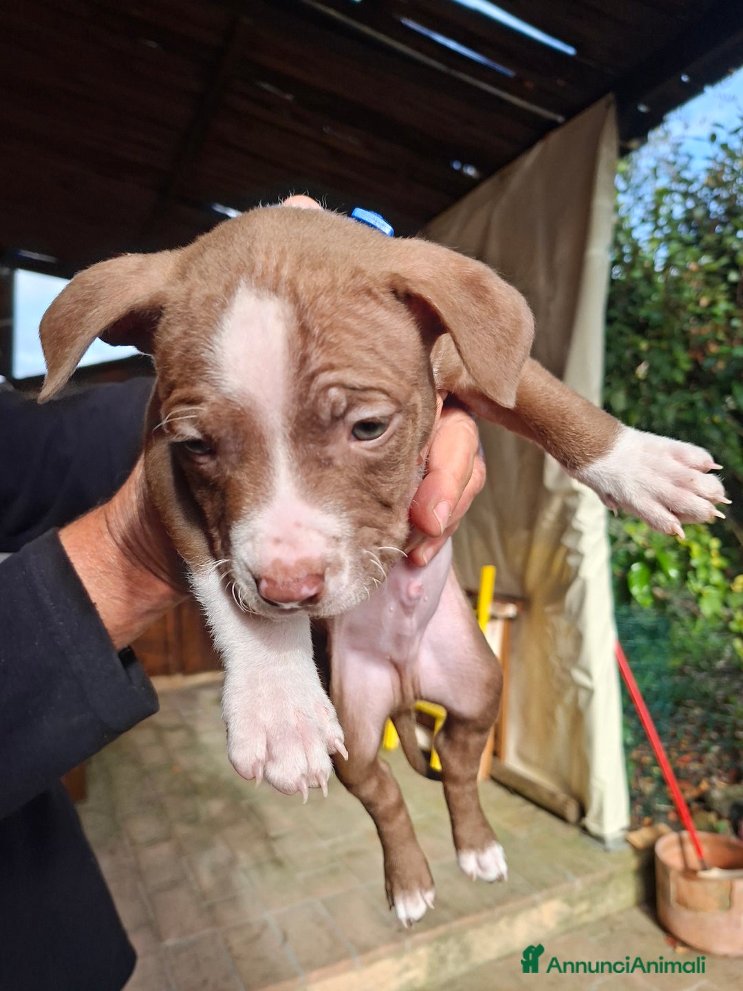 American Bully cani in vendita: Cuccioli di pitbull - Annuncio 7