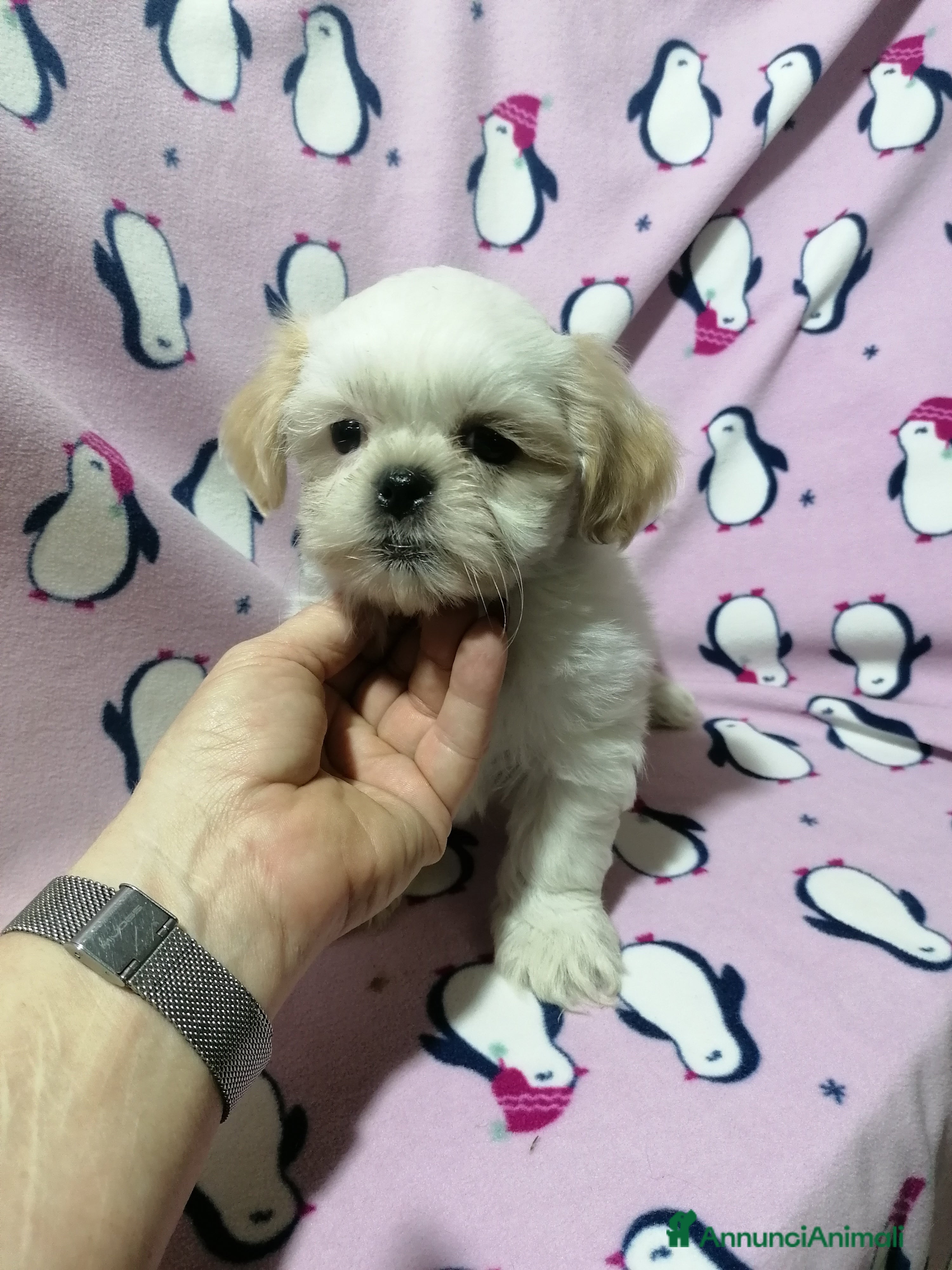 Shih Tzu cani Shih Tzu cuccioli bianchi - Annuncio 11