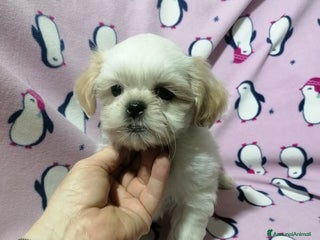 Shih Tzu cani Shih Tzu cuccioli bianchi - Annuncio 11