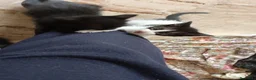 Meticcio gatti in regalo: Attenzione: tasso di dolcezza fuori scala  a Provincia di Pescara - Annuncio 3
